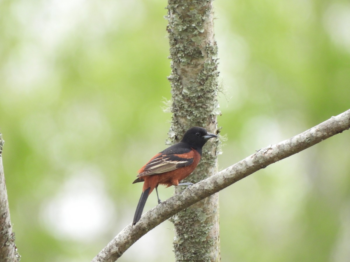 Orchard Oriole - ML617144183