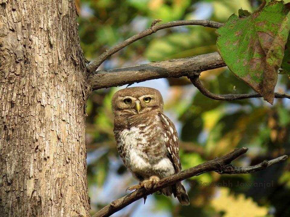 Forest Owlet - Saurabh Jawanjal