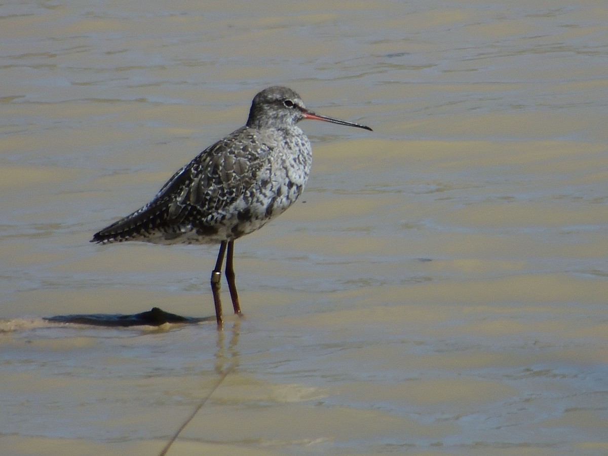 Spotted Redshank - ML617144287