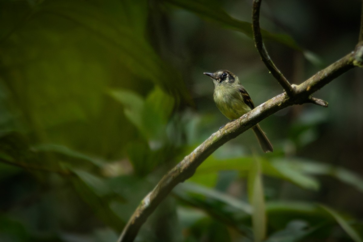 Sepia-capped Flycatcher - ML617144326