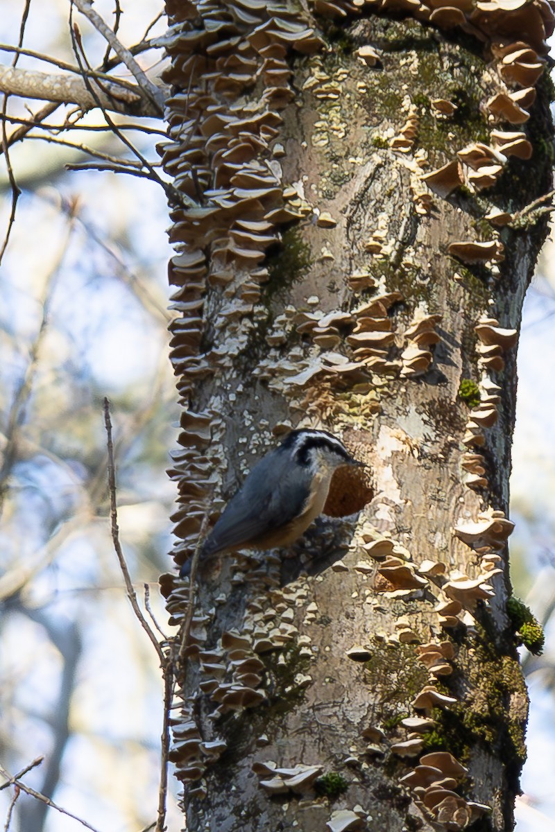 Red-breasted Nuthatch - ML617144333