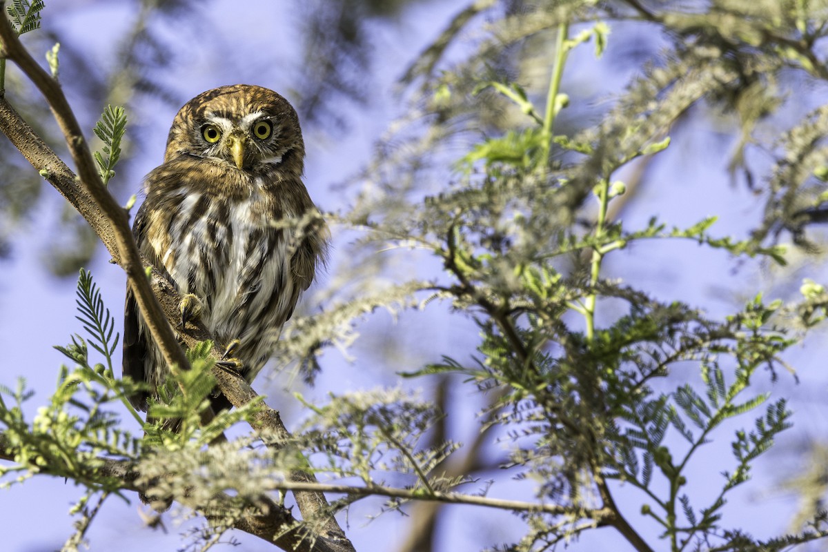 Peruvian Pygmy-Owl - ML617144376