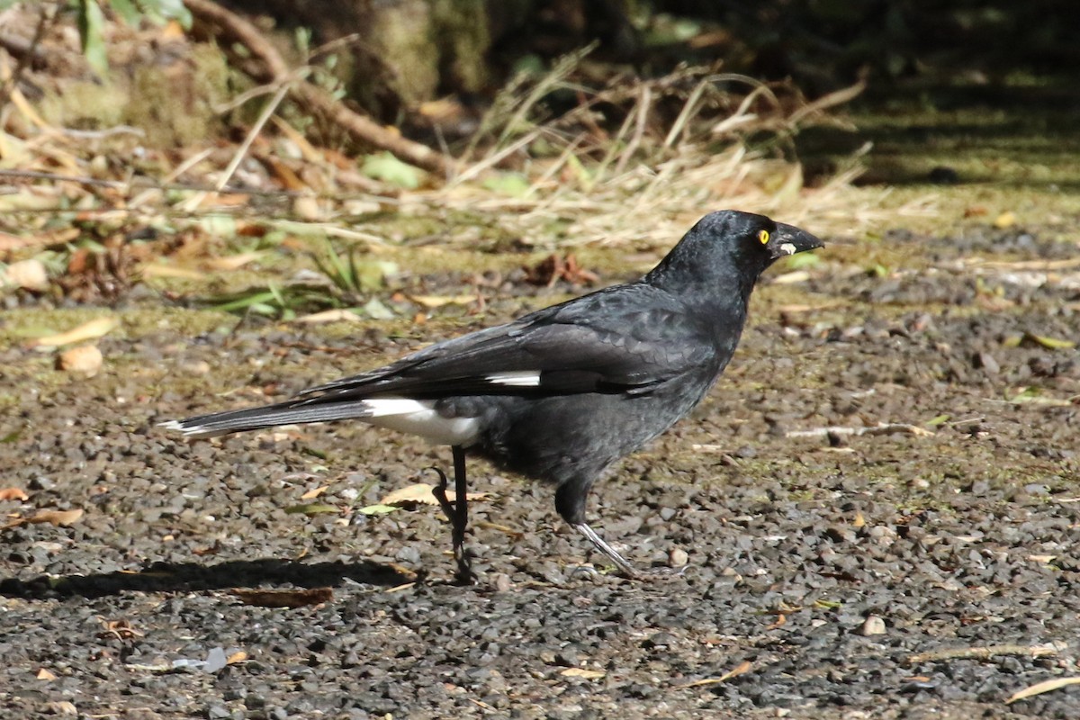 Pied Currawong - ML617144452