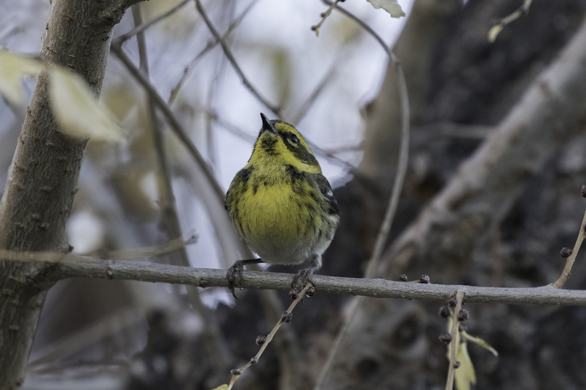 Townsend's Warbler - Anthony Gliozzo