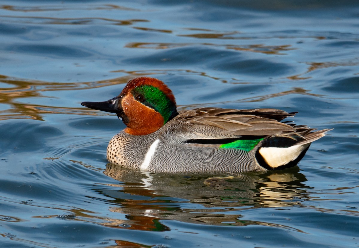 Green-winged Teal - ML617144484