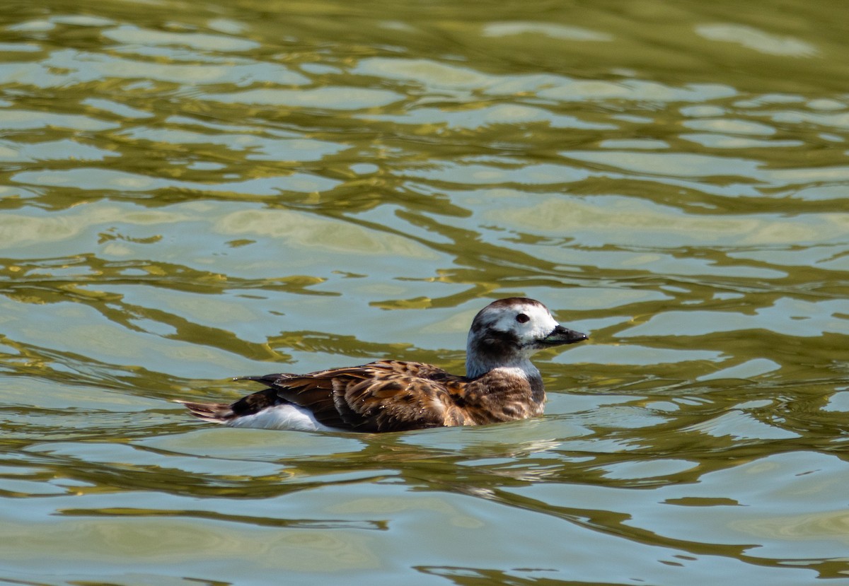 Long-tailed Duck - ML617144529