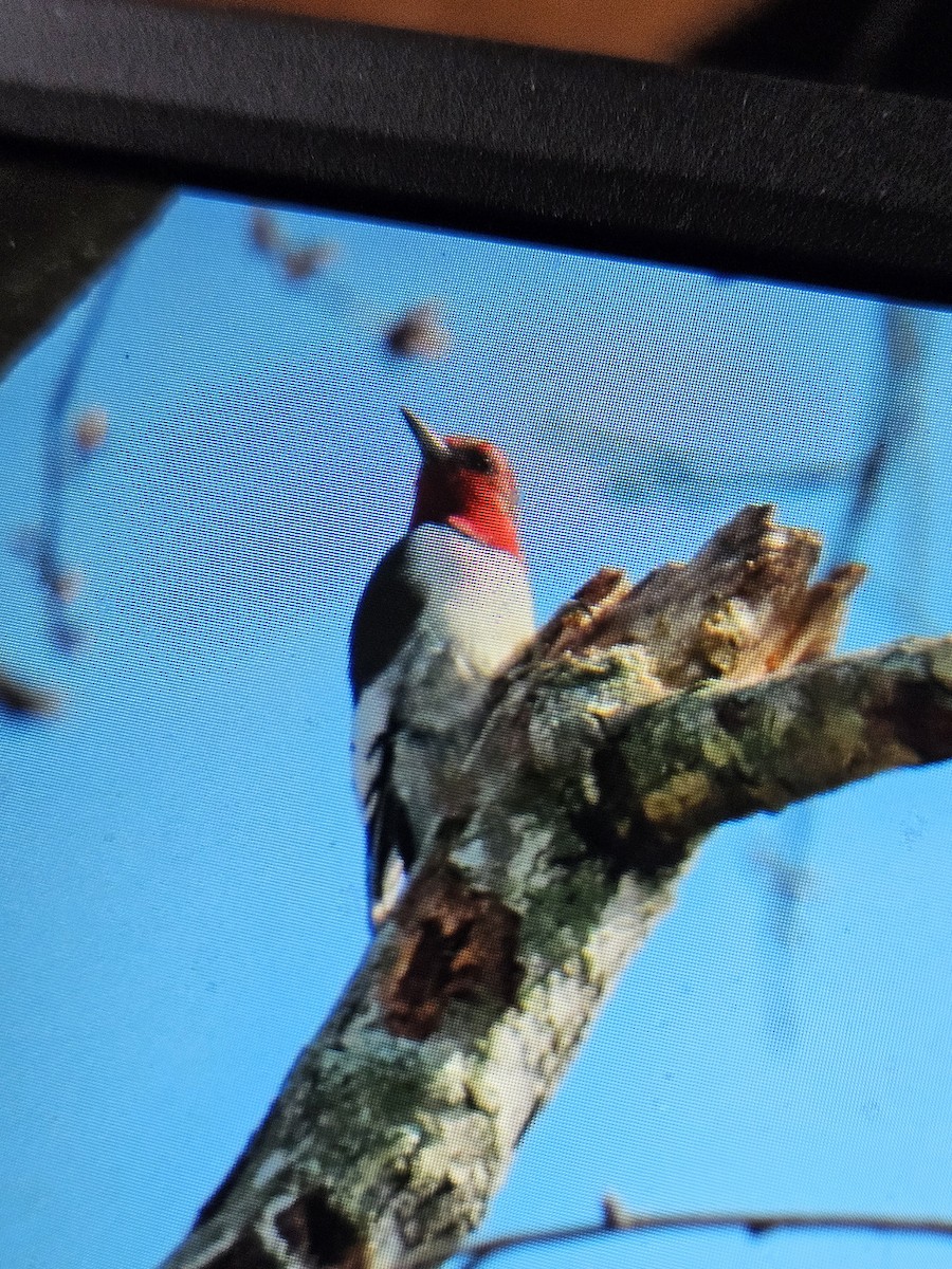 Red-headed Woodpecker - ML617144683