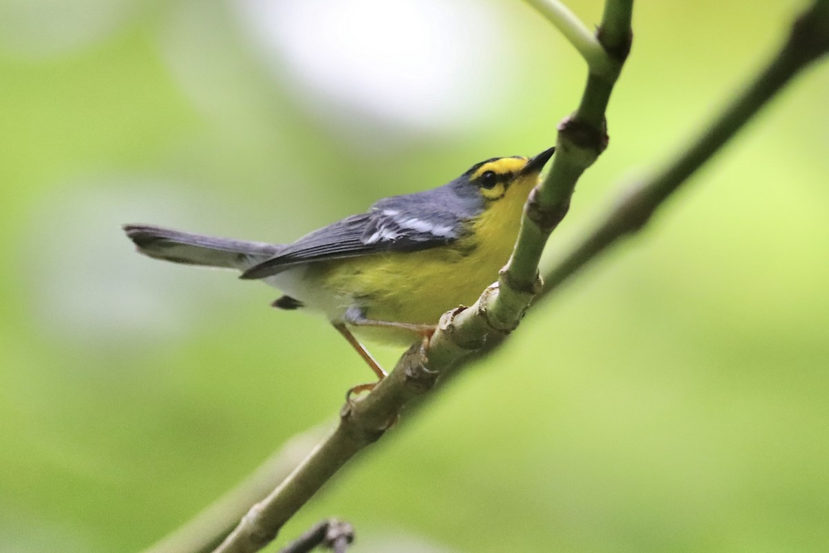 St. Lucia Warbler - Gil Ewing