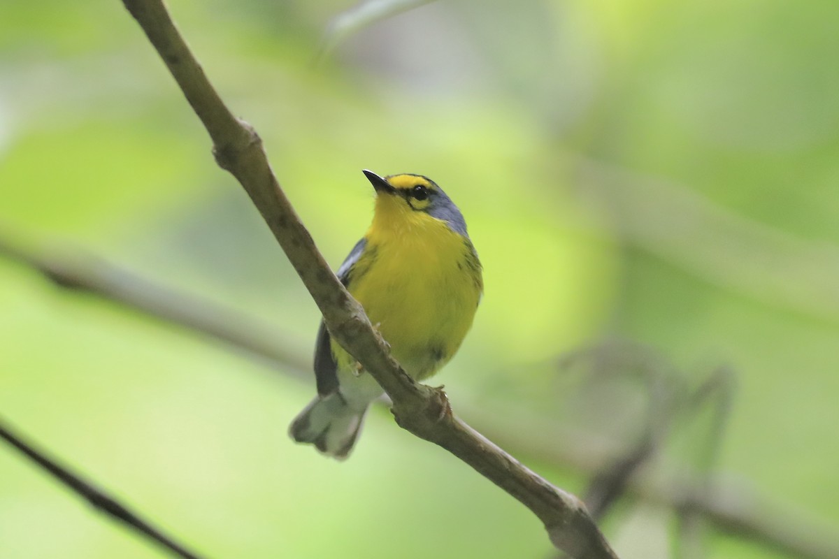 St. Lucia Warbler - Gil Ewing
