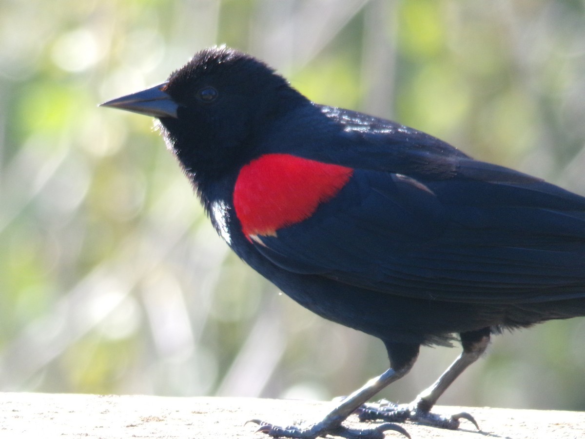 Red-winged Blackbird (California Bicolored) - ML617144699