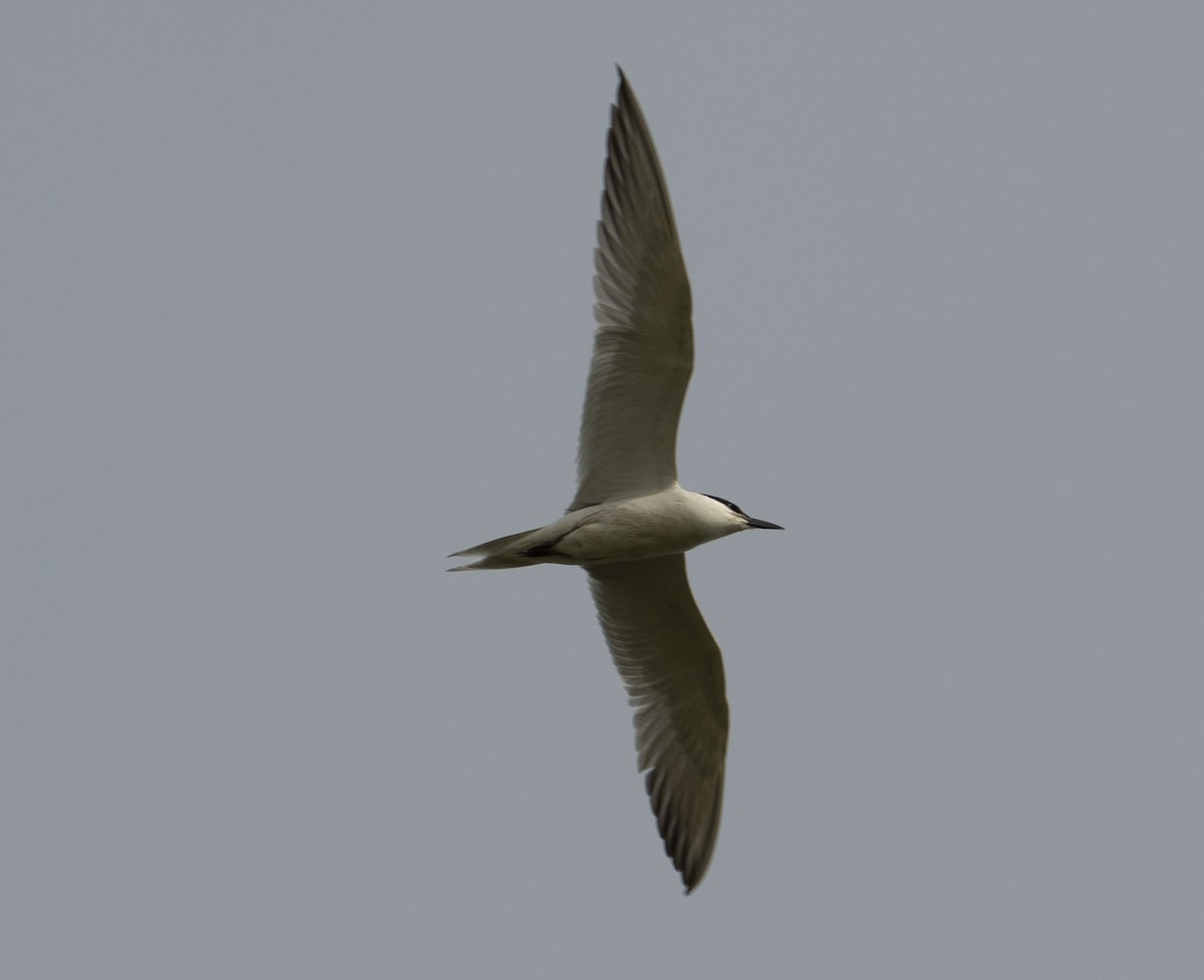 Gull-billed Tern - ML617144730