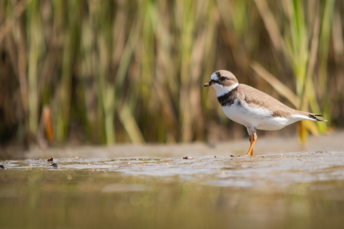 Semipalmated Plover - ML617144812