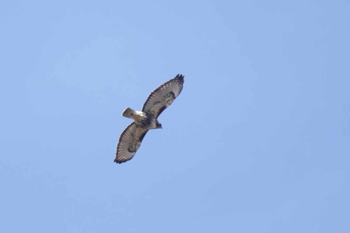 Red-tailed Hawk (abieticola) - ML617144826