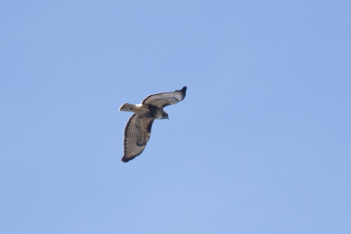 Red-tailed Hawk (abieticola) - Derek Rogers