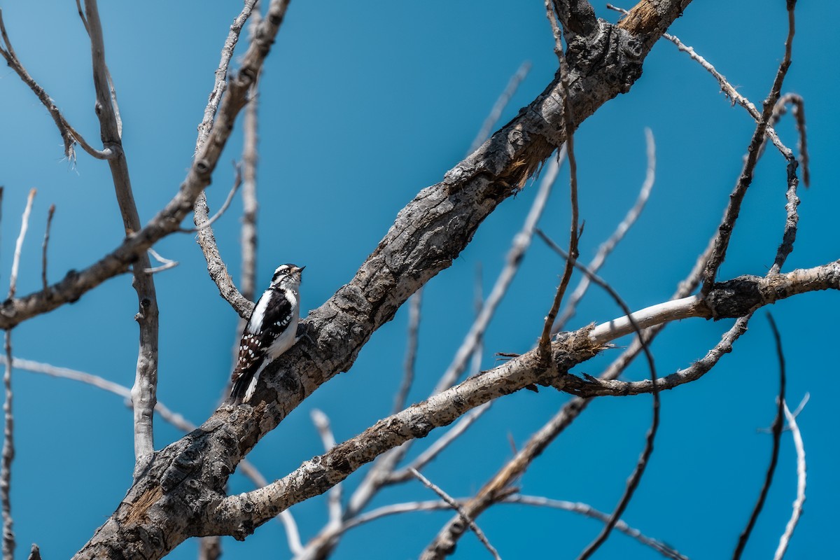 Downy/Hairy Woodpecker - Kevin Kovach