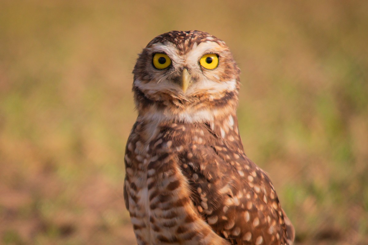 Burrowing Owl - ML617144859