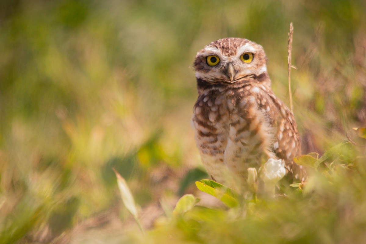 Burrowing Owl - Retief Williams