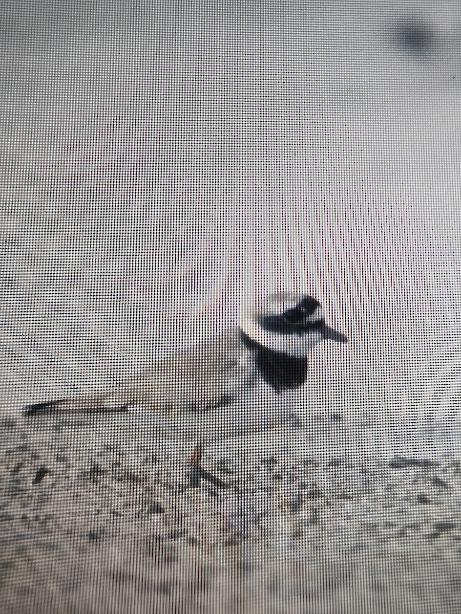 Common Ringed Plover - ML617144879