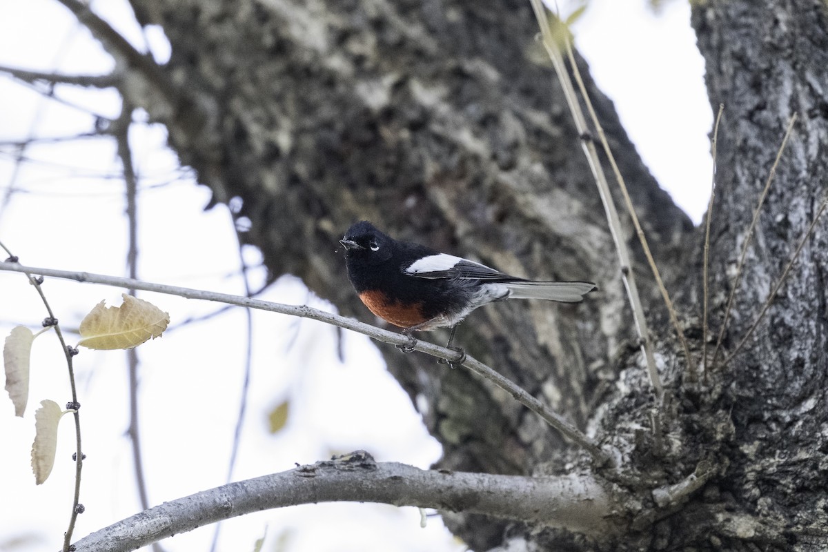 Painted Redstart - Anthony Gliozzo