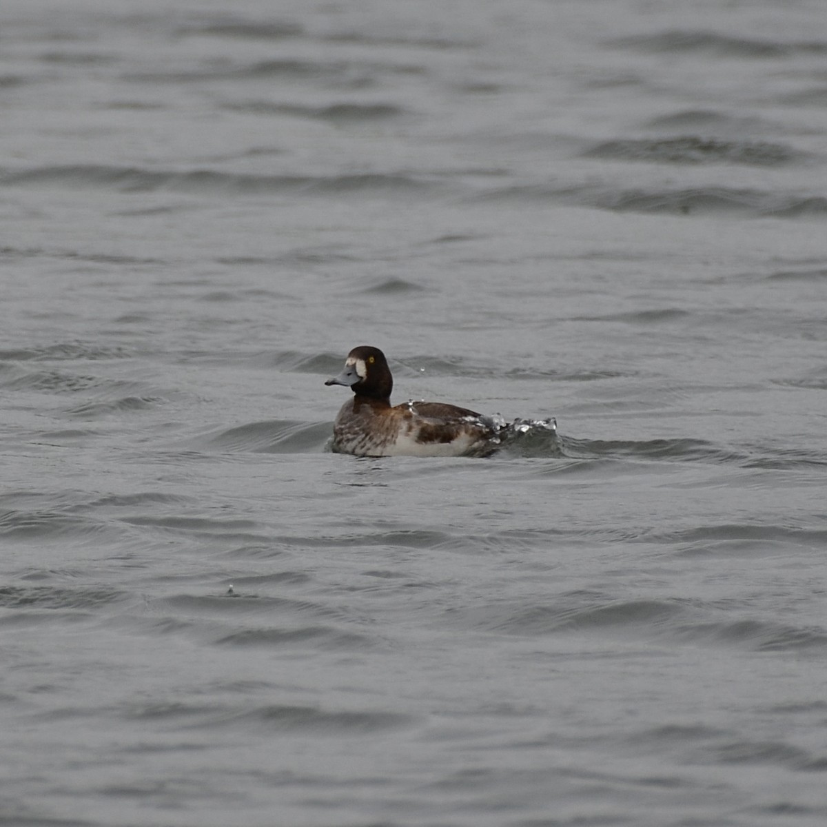 Greater Scaup - ML617144990