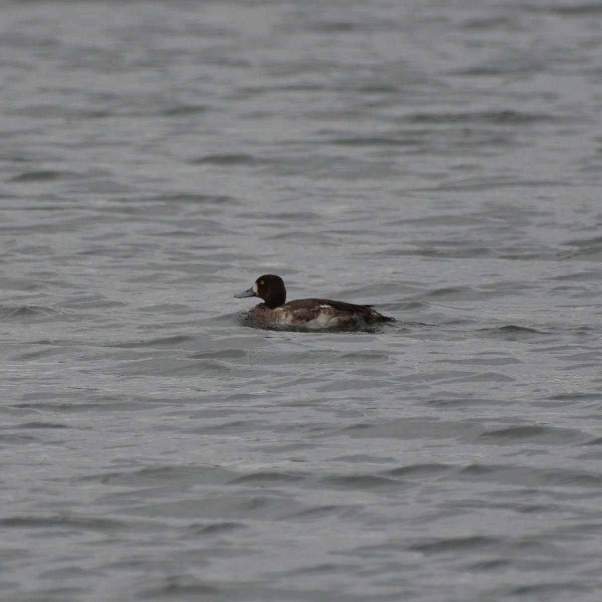 Greater Scaup - ML617144991