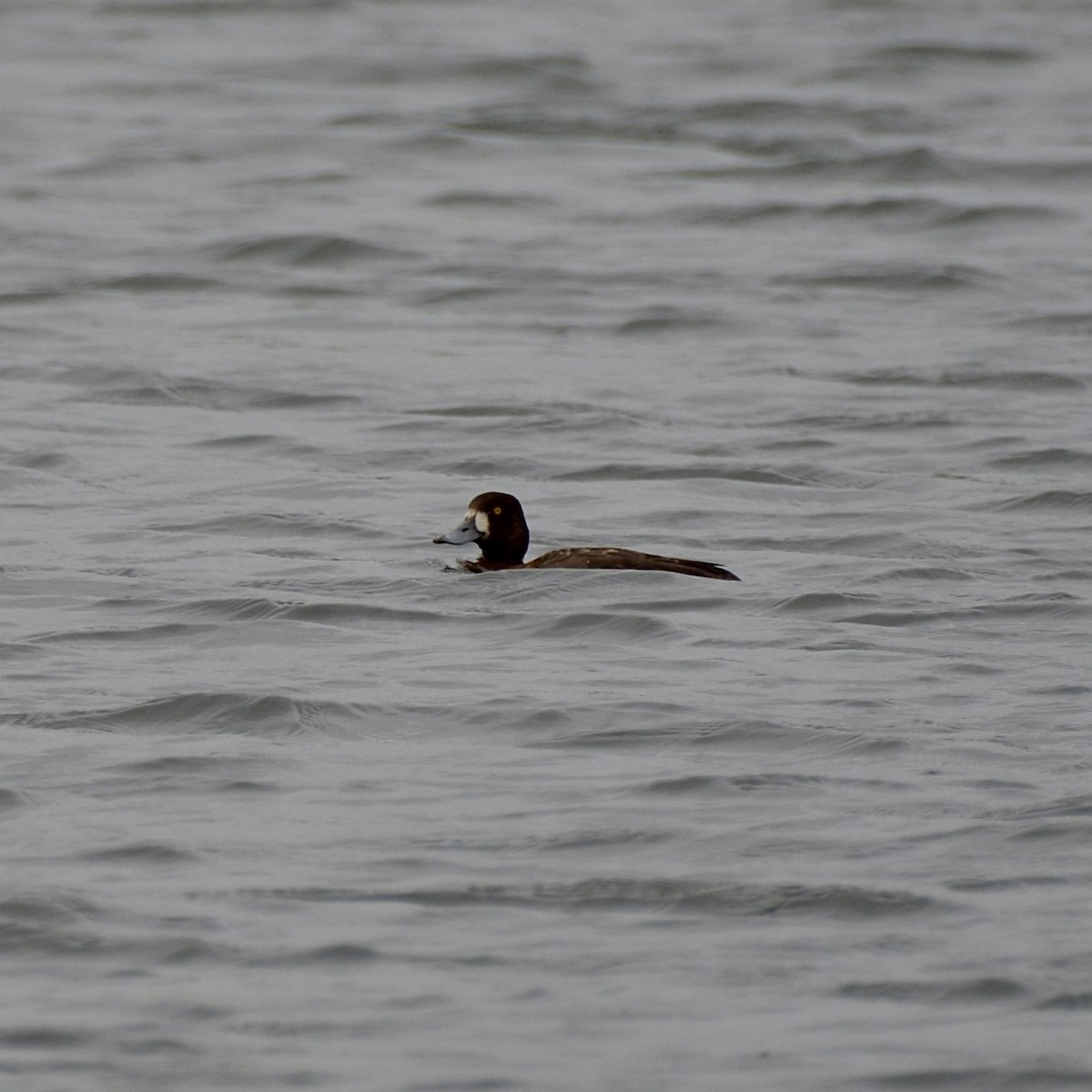 Greater Scaup - ML617144992