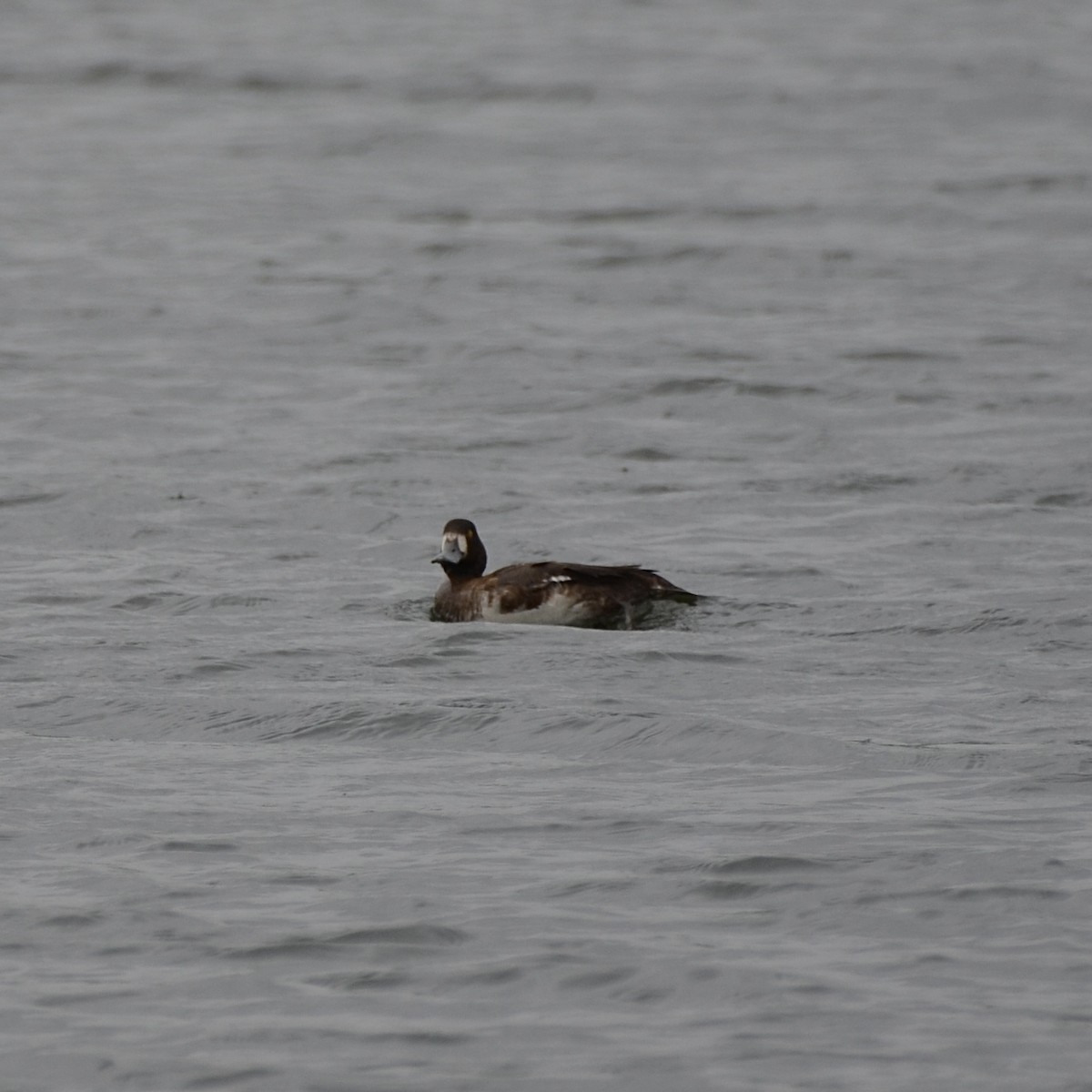 Greater Scaup - ML617144993