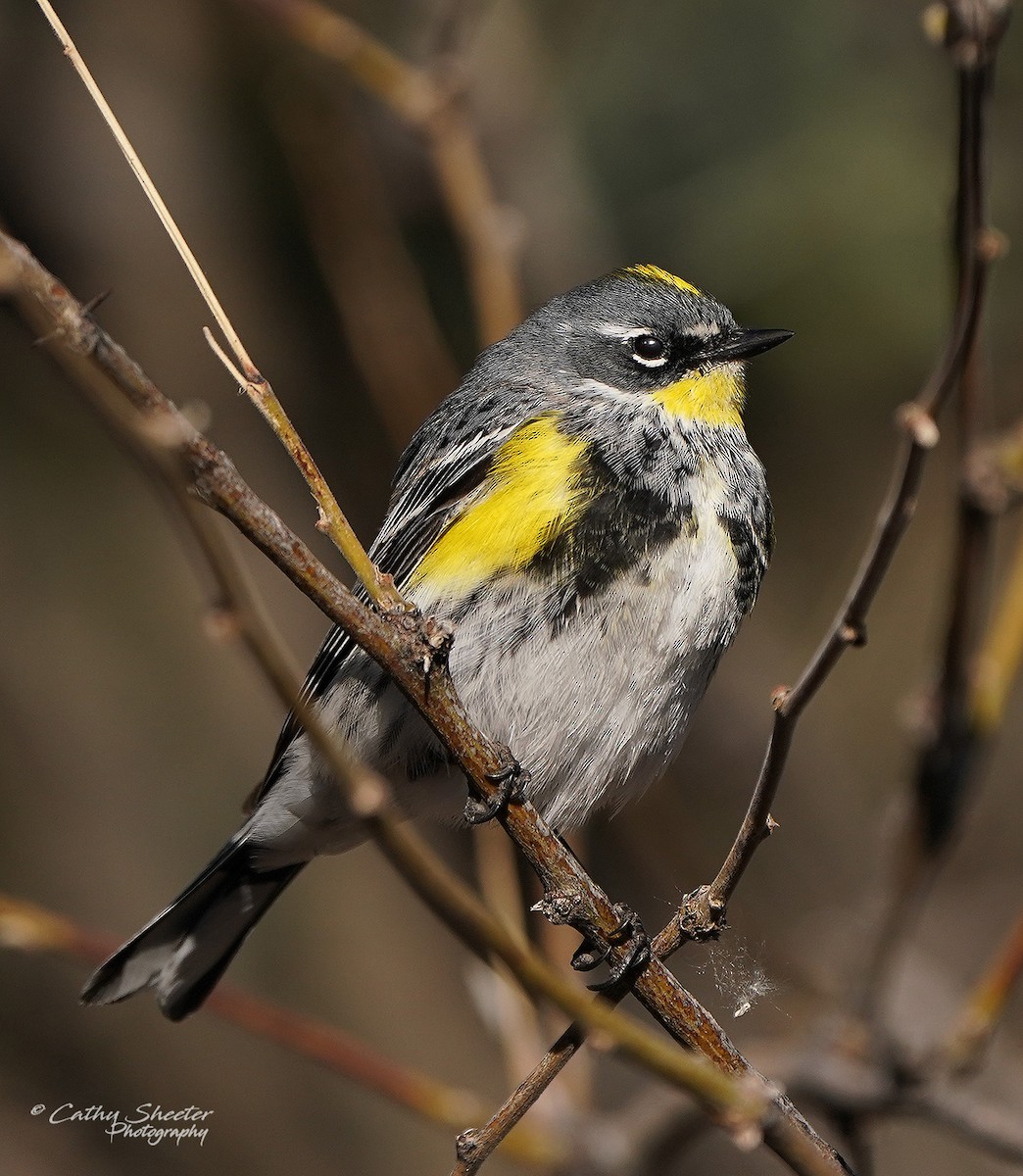 Yellow-rumped Warbler (Myrtle x Audubon's) - ML617145022