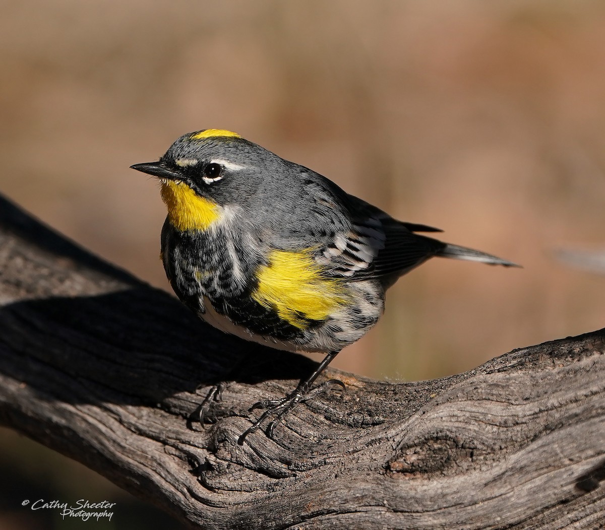 Yellow-rumped Warbler (Myrtle x Audubon's) - Cathy Sheeter