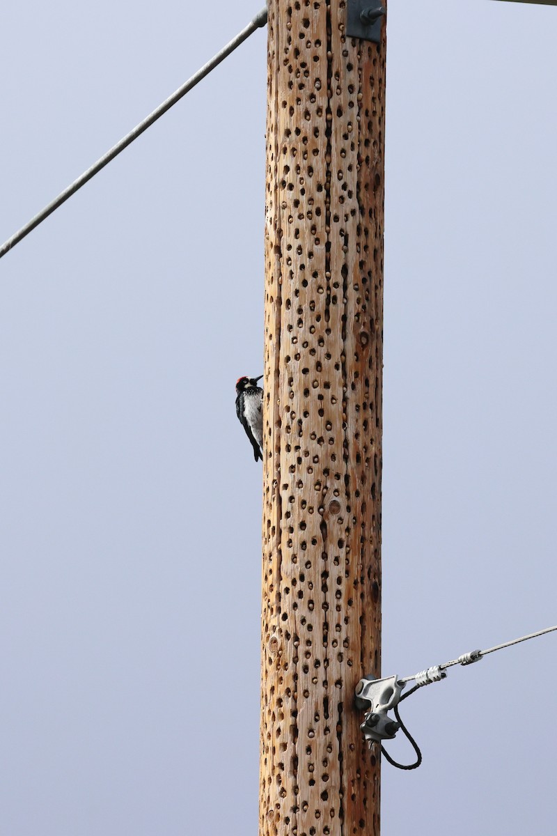 Acorn Woodpecker - ML617145084