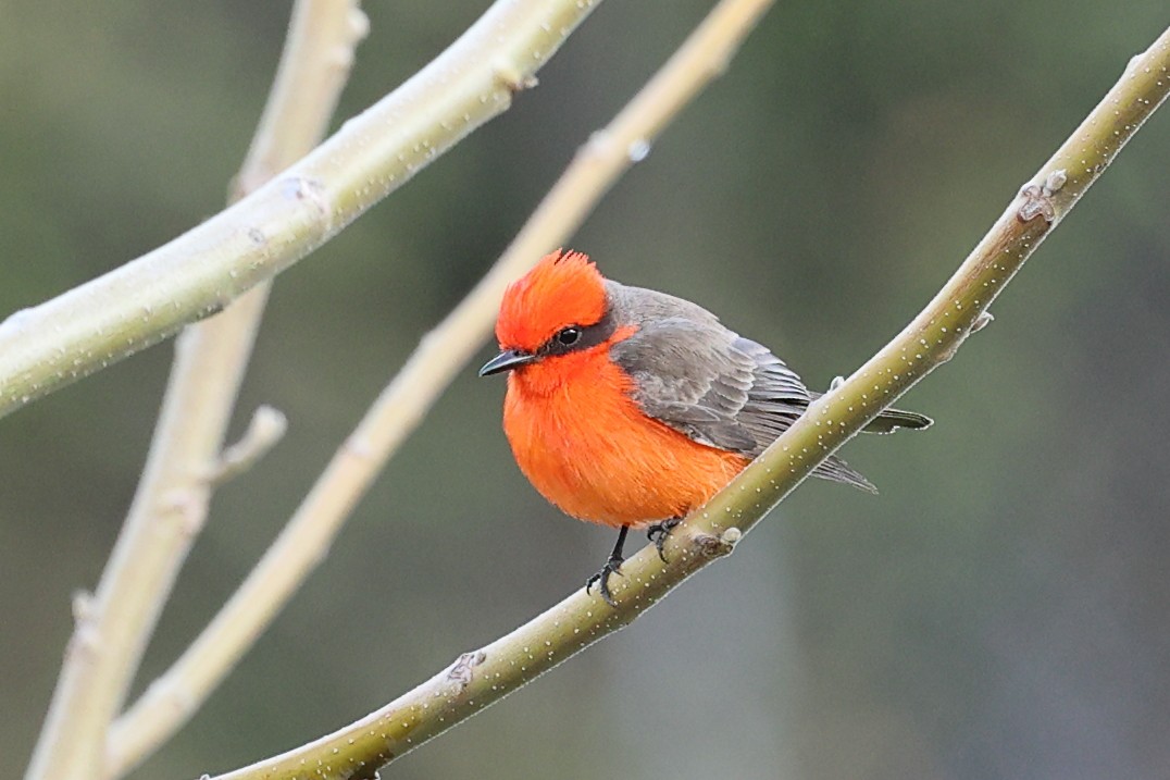 Vermilion Flycatcher - Mary McGreal