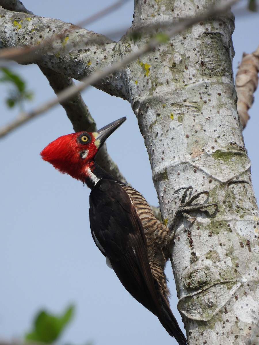 Crimson-crested Woodpecker - ML617145174