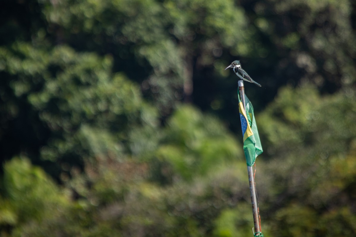 Amazon Kingfisher - Retief Williams