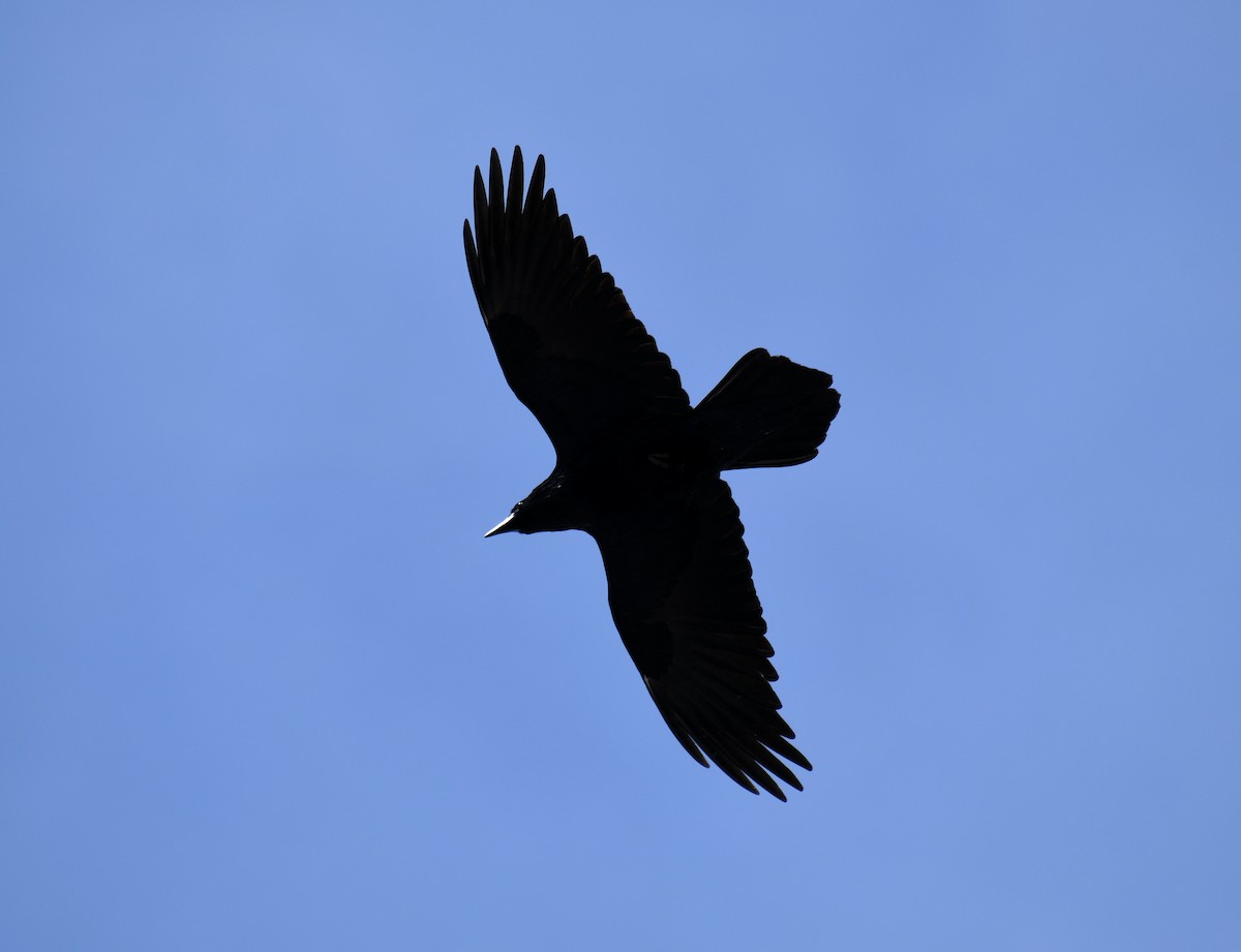 Common Raven - ML617145228