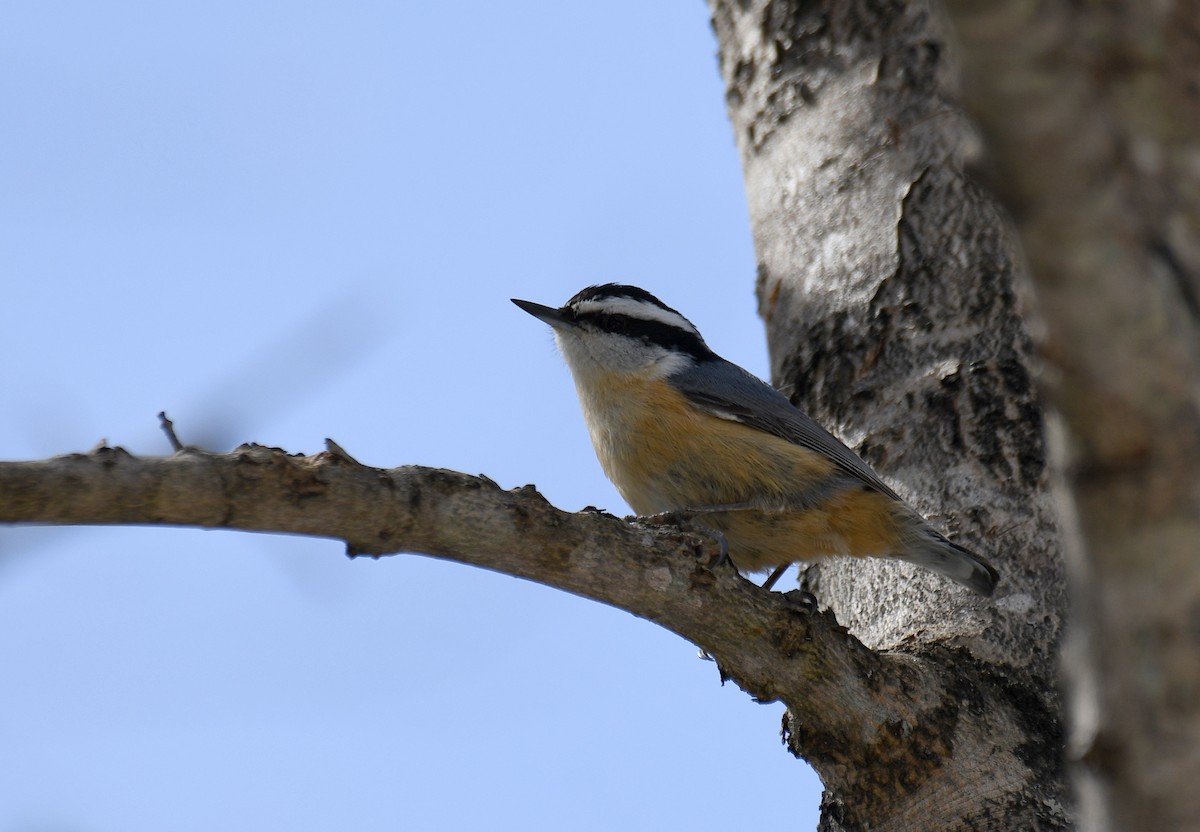 Red-breasted Nuthatch - ML617145230