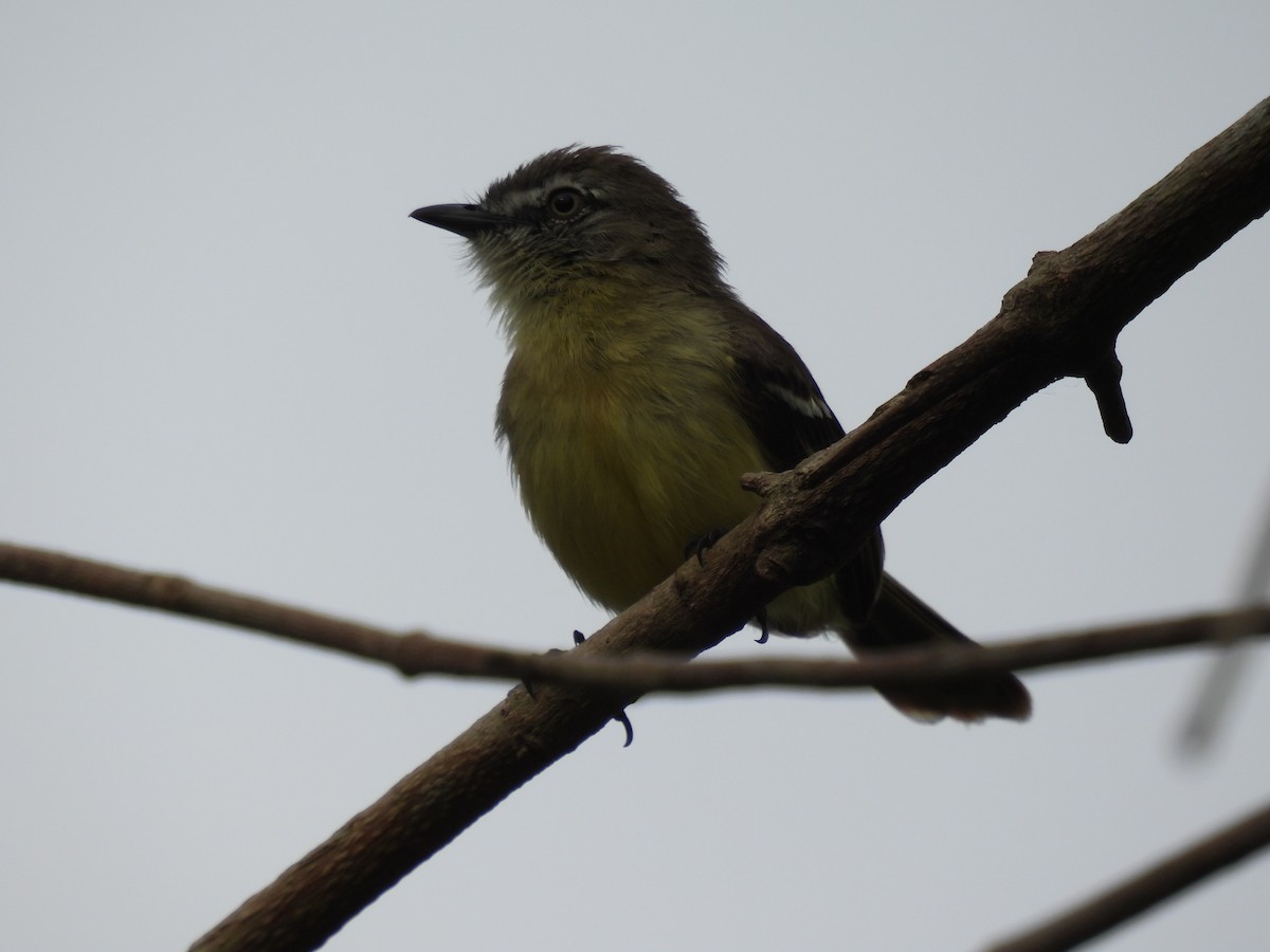 Pale-tipped Tyrannulet - ML617145281