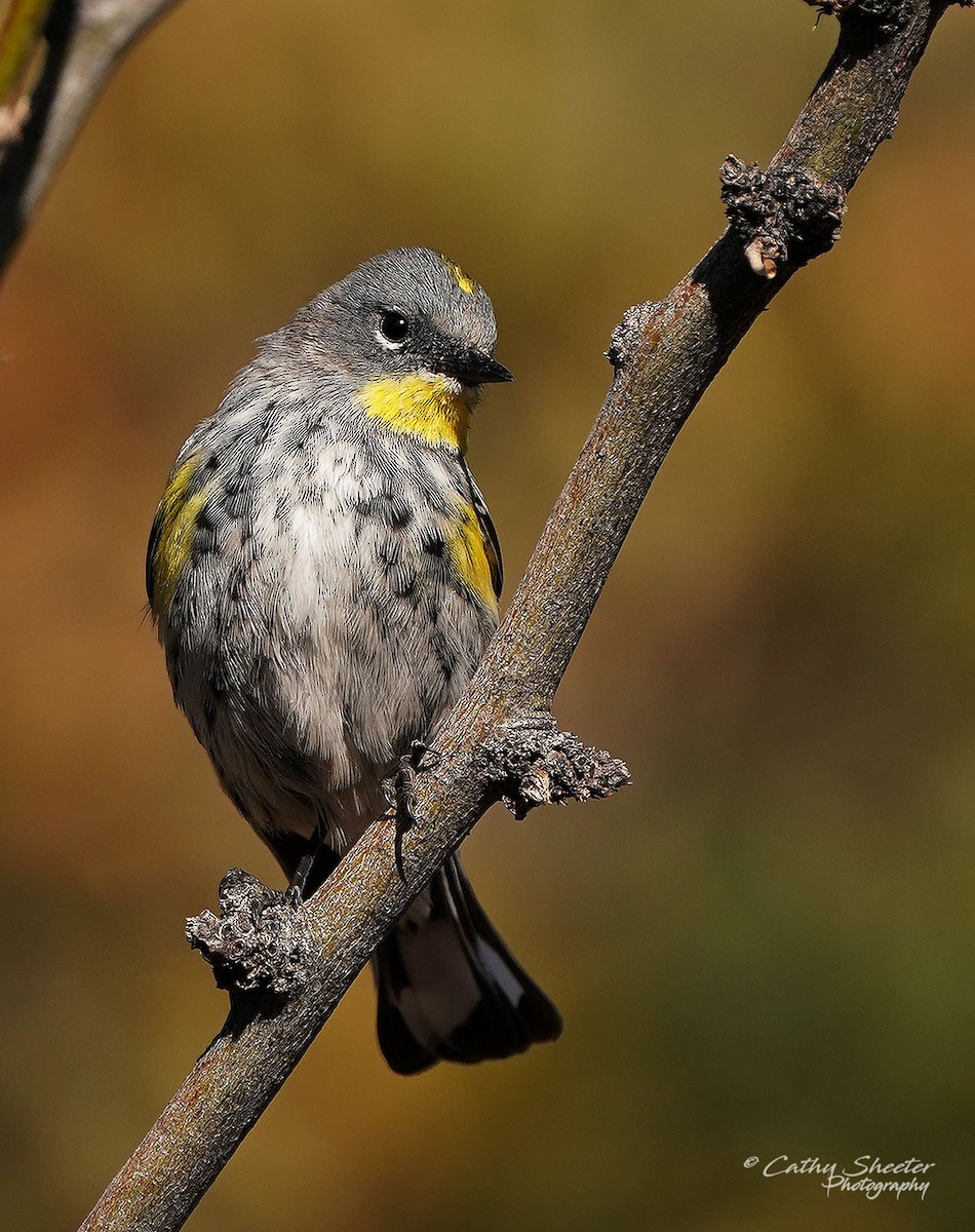 Yellow-rumped Warbler (Audubon's) - ML617145304