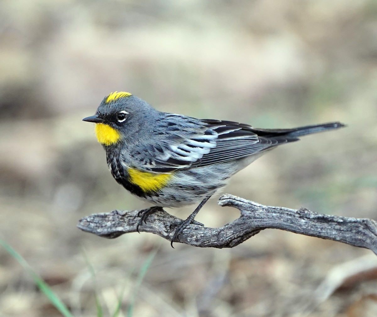 Yellow-rumped Warbler (Audubon's) - ML617145305