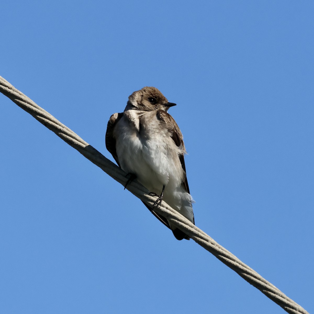 Northern Rough-winged Swallow - ML617145428