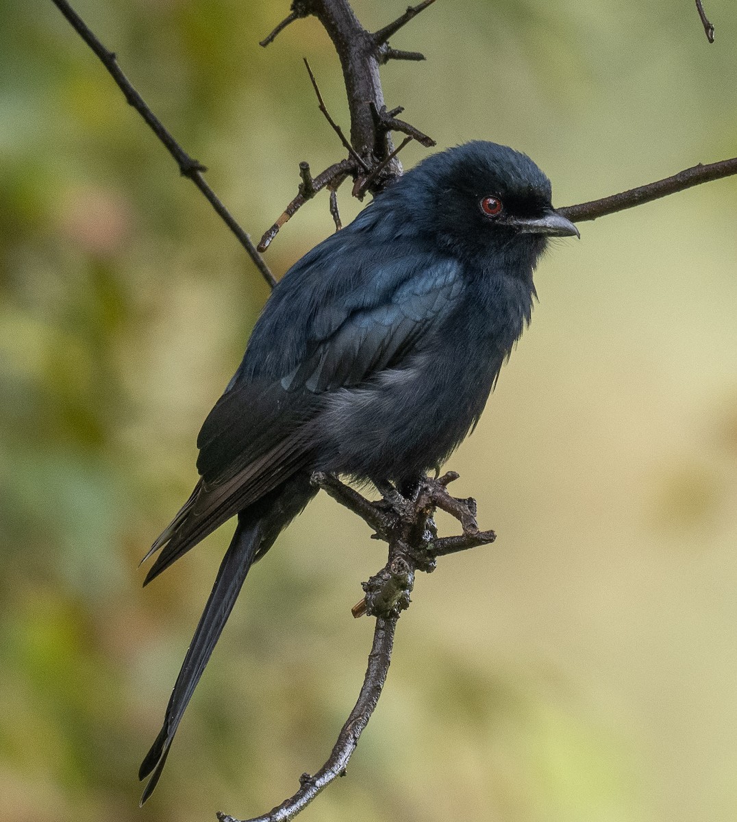 Fork-tailed Drongo - ML617145476