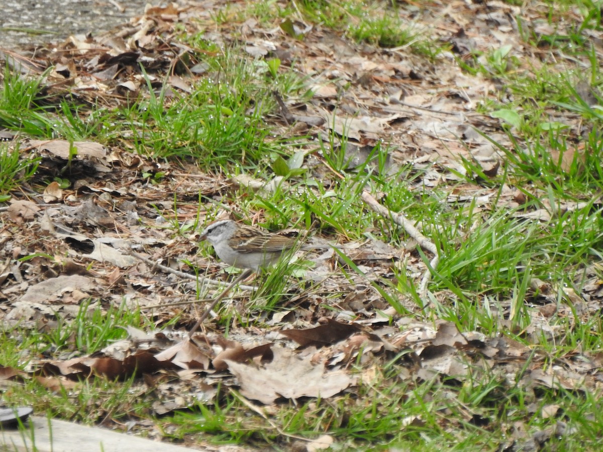 Chipping Sparrow - ML617145512