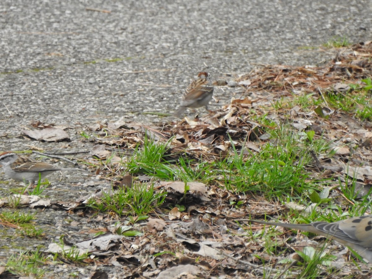 Chipping Sparrow - ML617145513