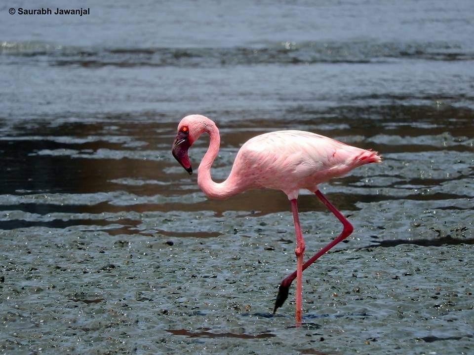 Lesser Flamingo - ML617145555
