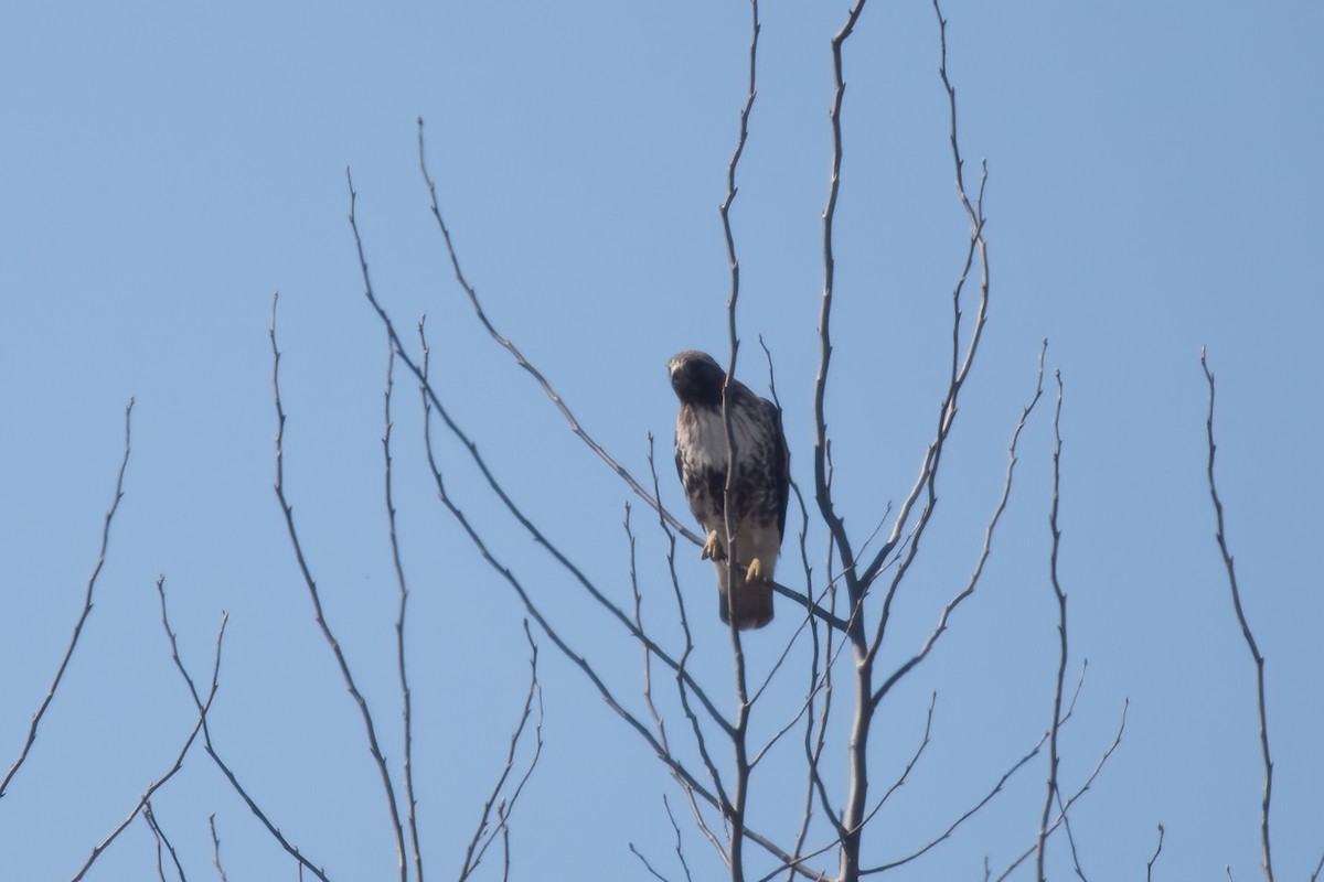 Red-tailed Hawk (abieticola) - ML617145562