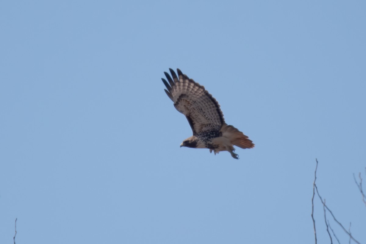 Red-tailed Hawk (abieticola) - ML617145563