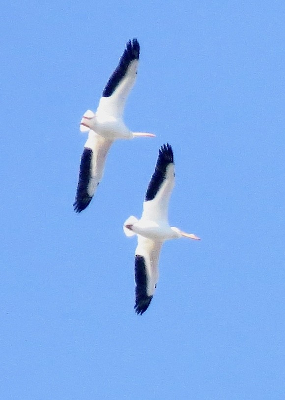 American White Pelican - ML617145583