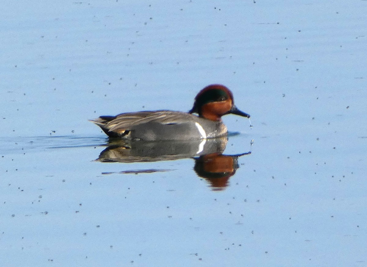 eBird Canada Checklist - 9 Apr 2024 - Amherst Island--Martin Edwards ...