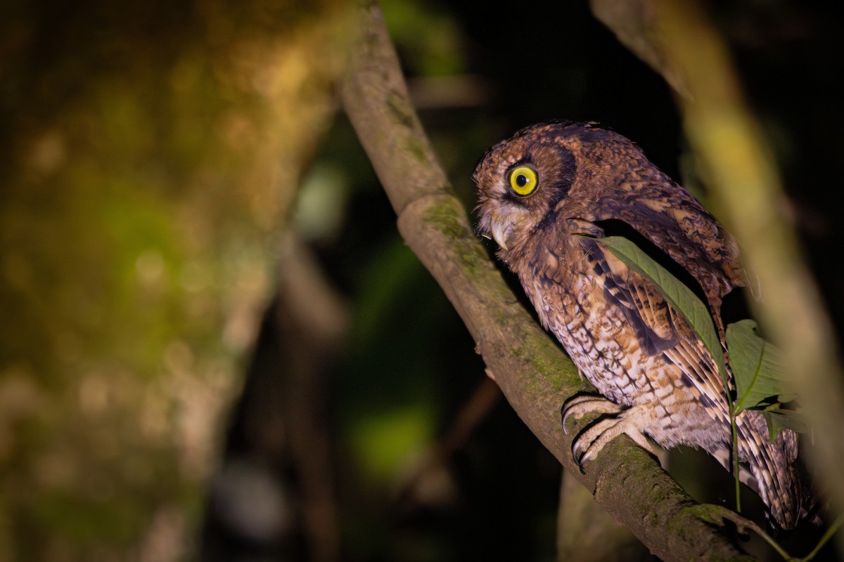 Black-capped Screech-Owl - Retief Williams