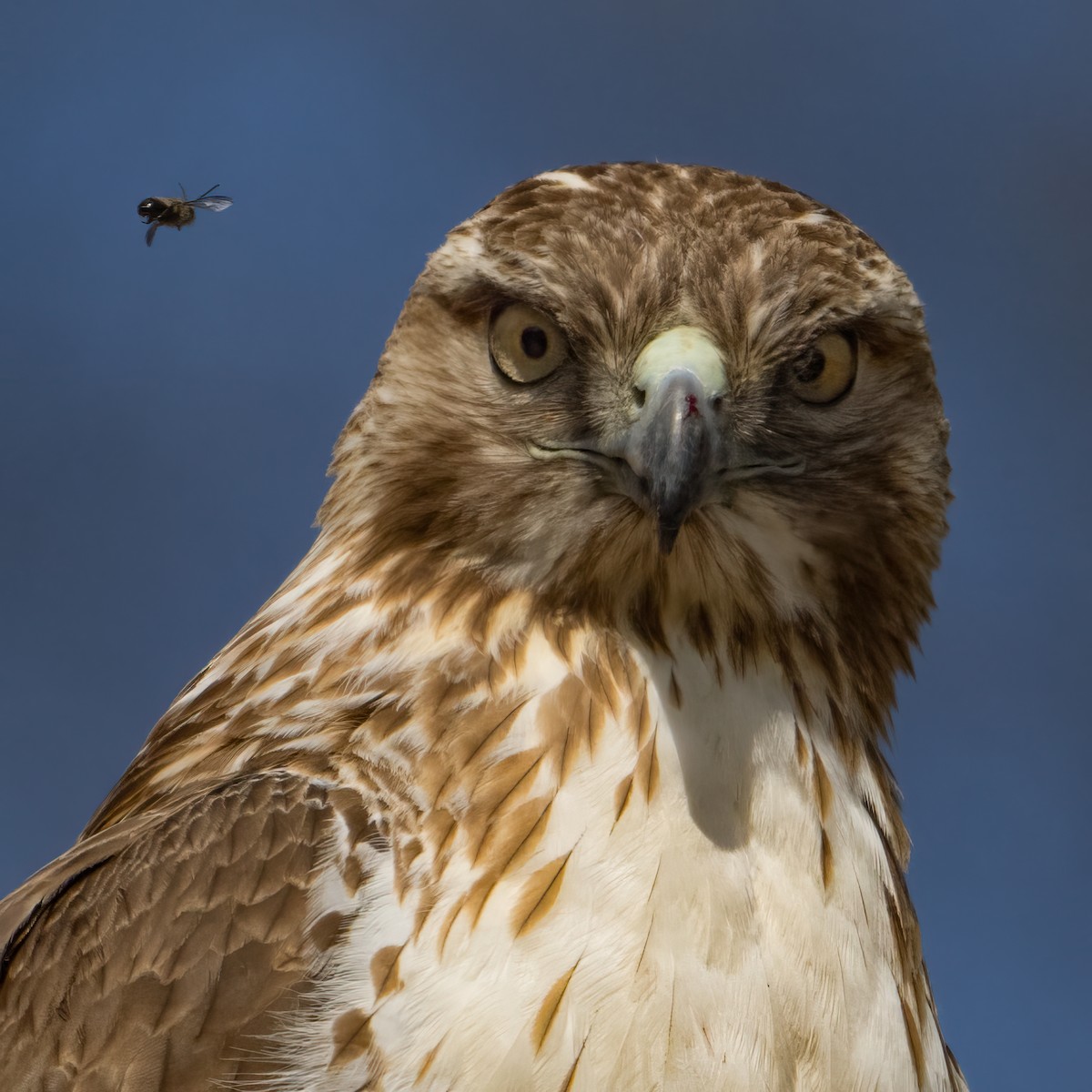 Red-tailed Hawk - ML617145977