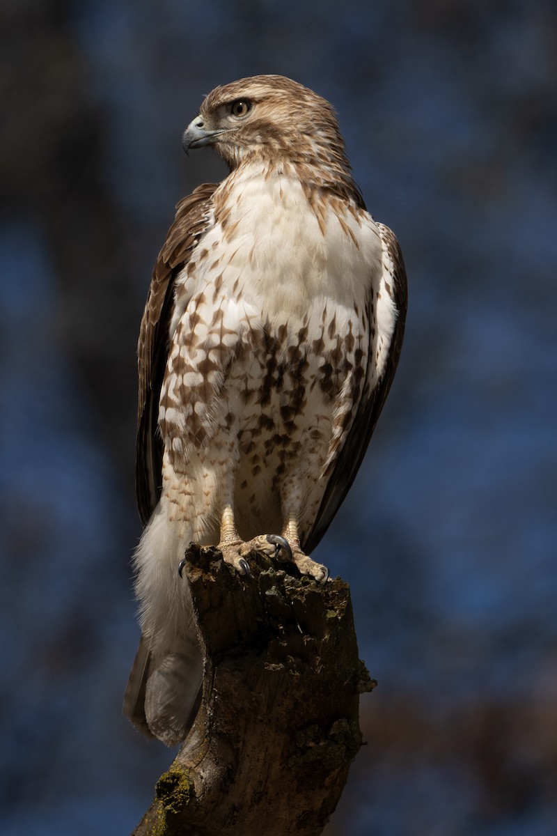 Red-tailed Hawk - ML617145981